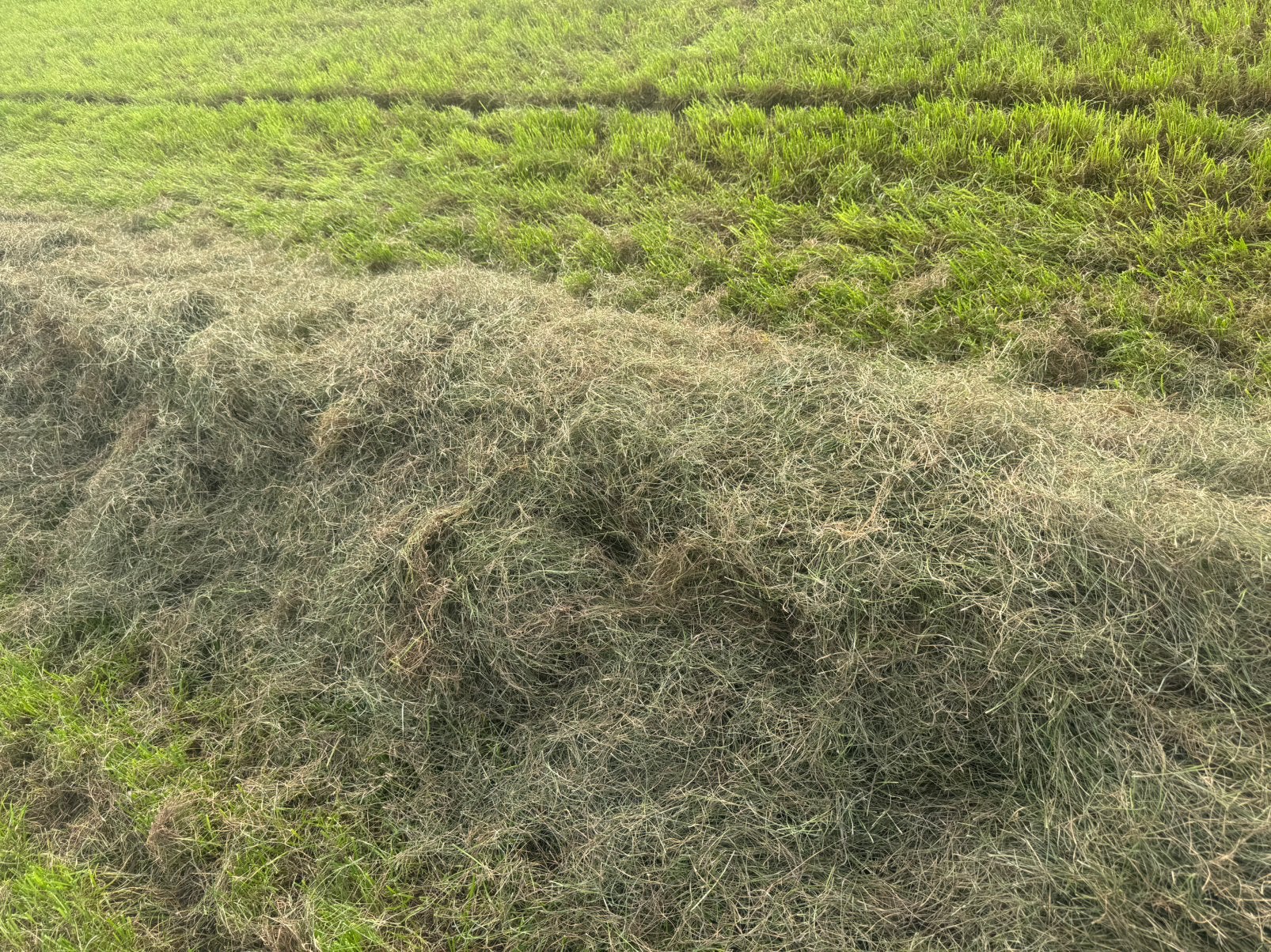 Tekoop midibalen voordroog, Dieren en Toebehoren, Ophalen, Vee