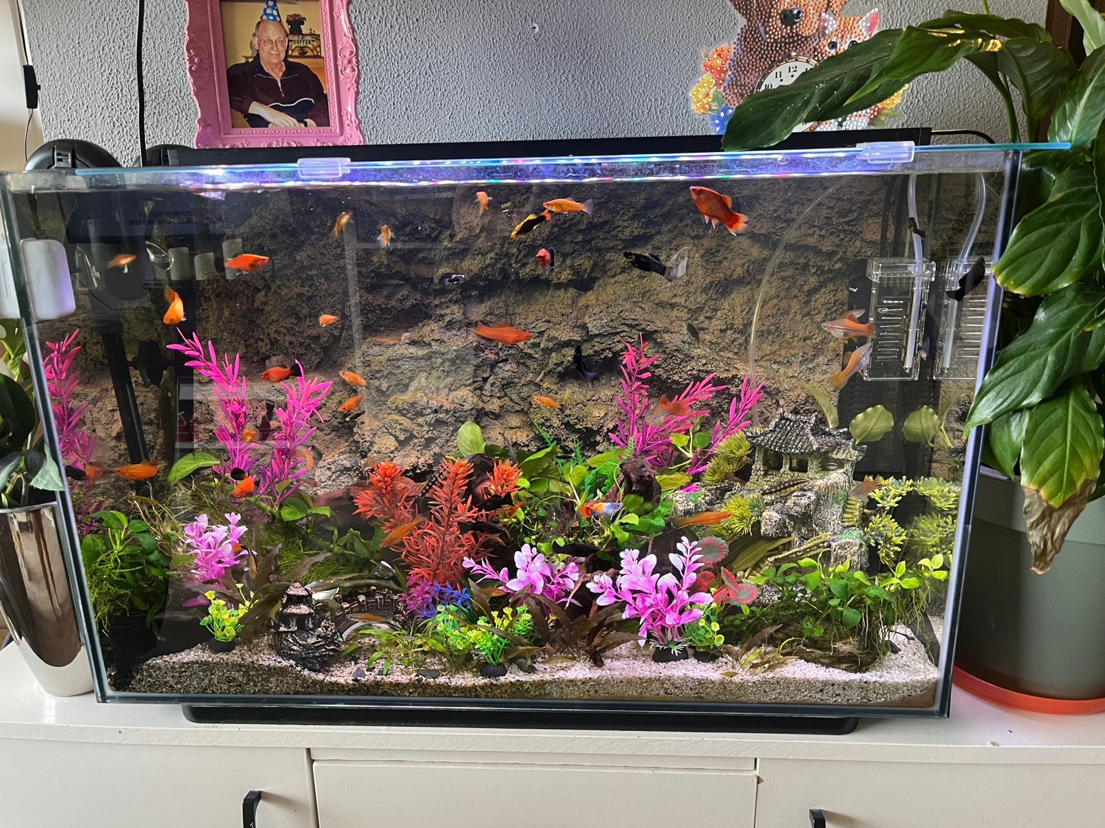 Zwaarddrager mannen, Dieren en Toebehoren, Vis, Zoetwatervis