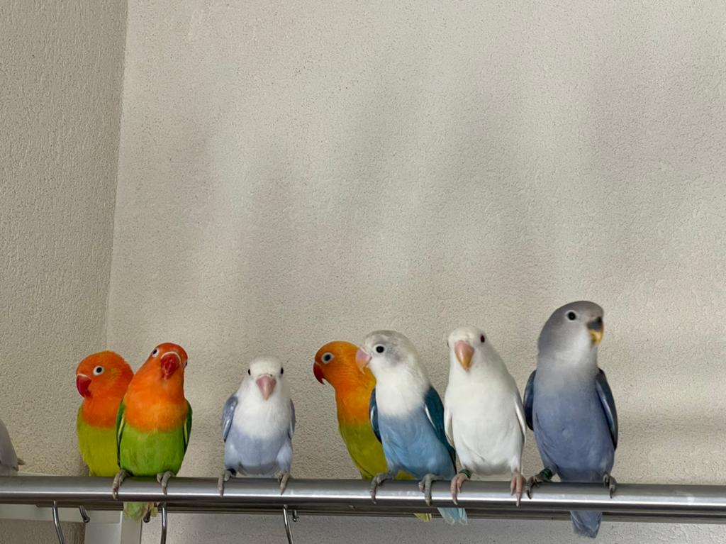 Prachtige Lieve Jonge en Hand Tamme Agapornis Dwergpapegaai, Dieren en Toebehoren, Vogels | Parkieten en Papegaaien, Meerdere dieren