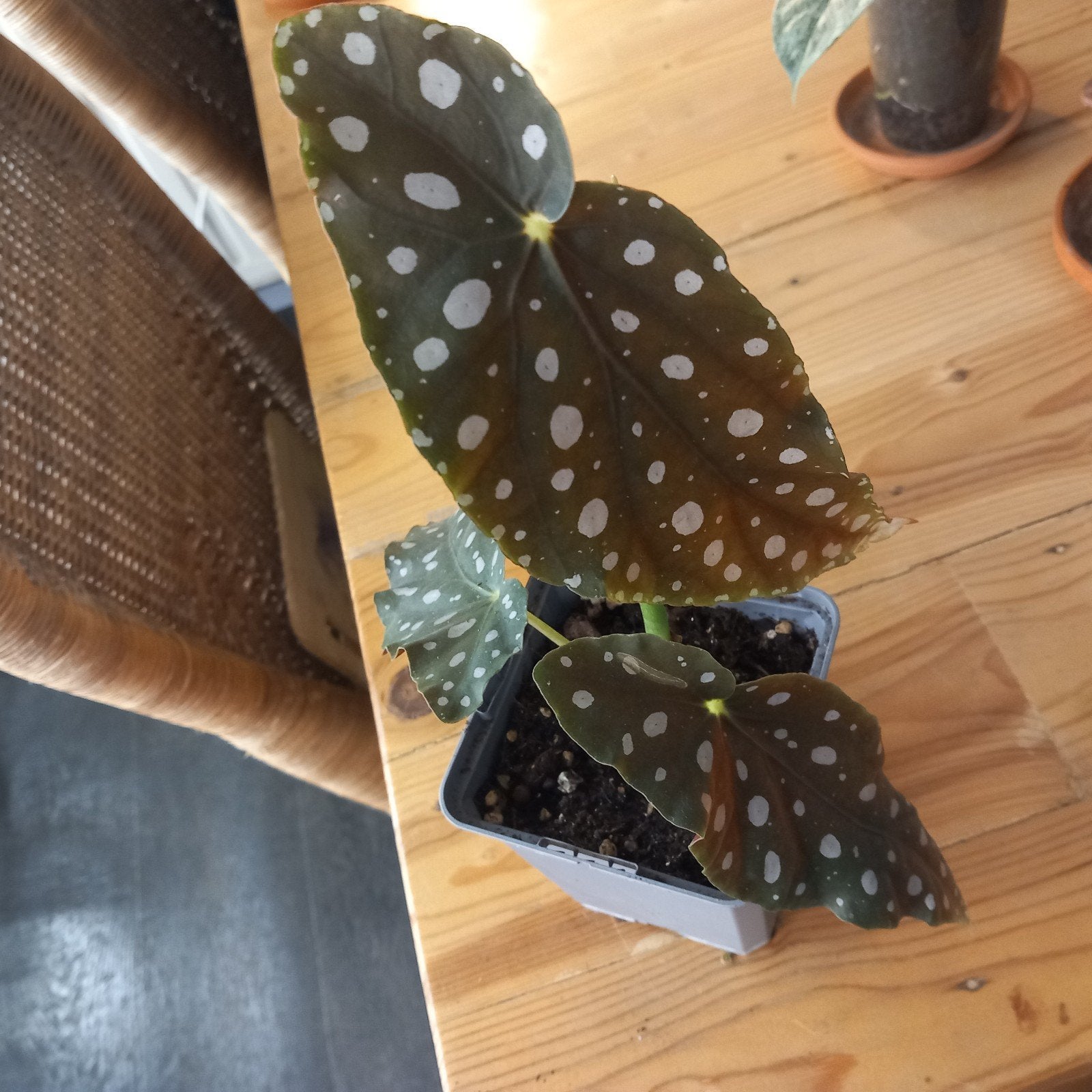 begonia maculata stek nr 50, Ophalen of Verzenden, Halfschaduw, Minder dan 100 cm