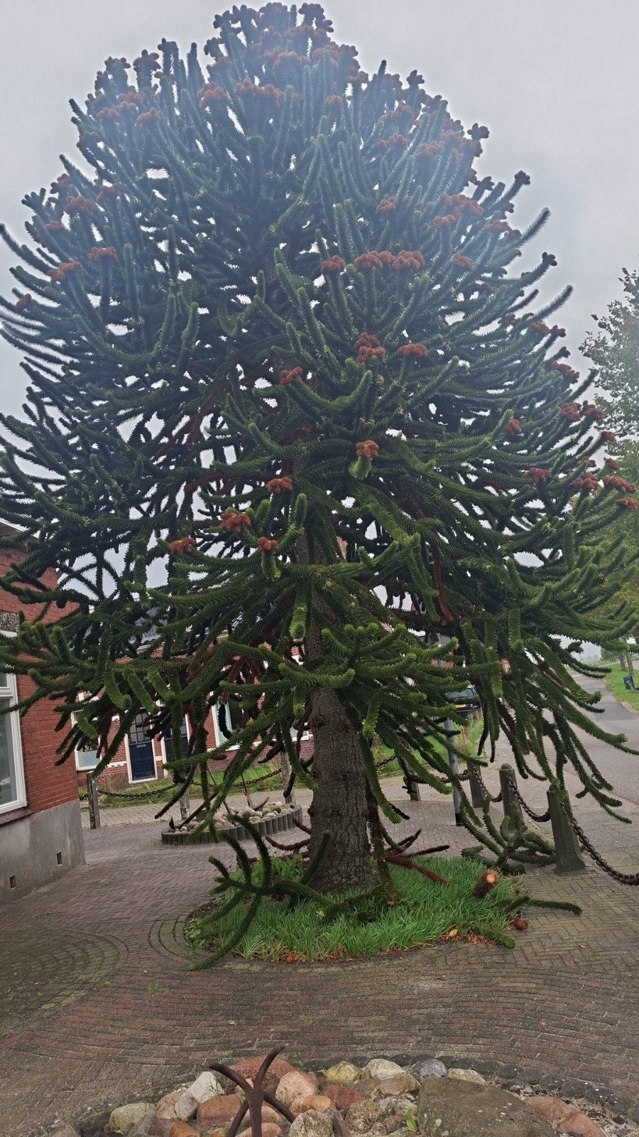 Grote Apenboom (Araucaria araucana) - Uniek exemplaar, Ophalen of Verzenden