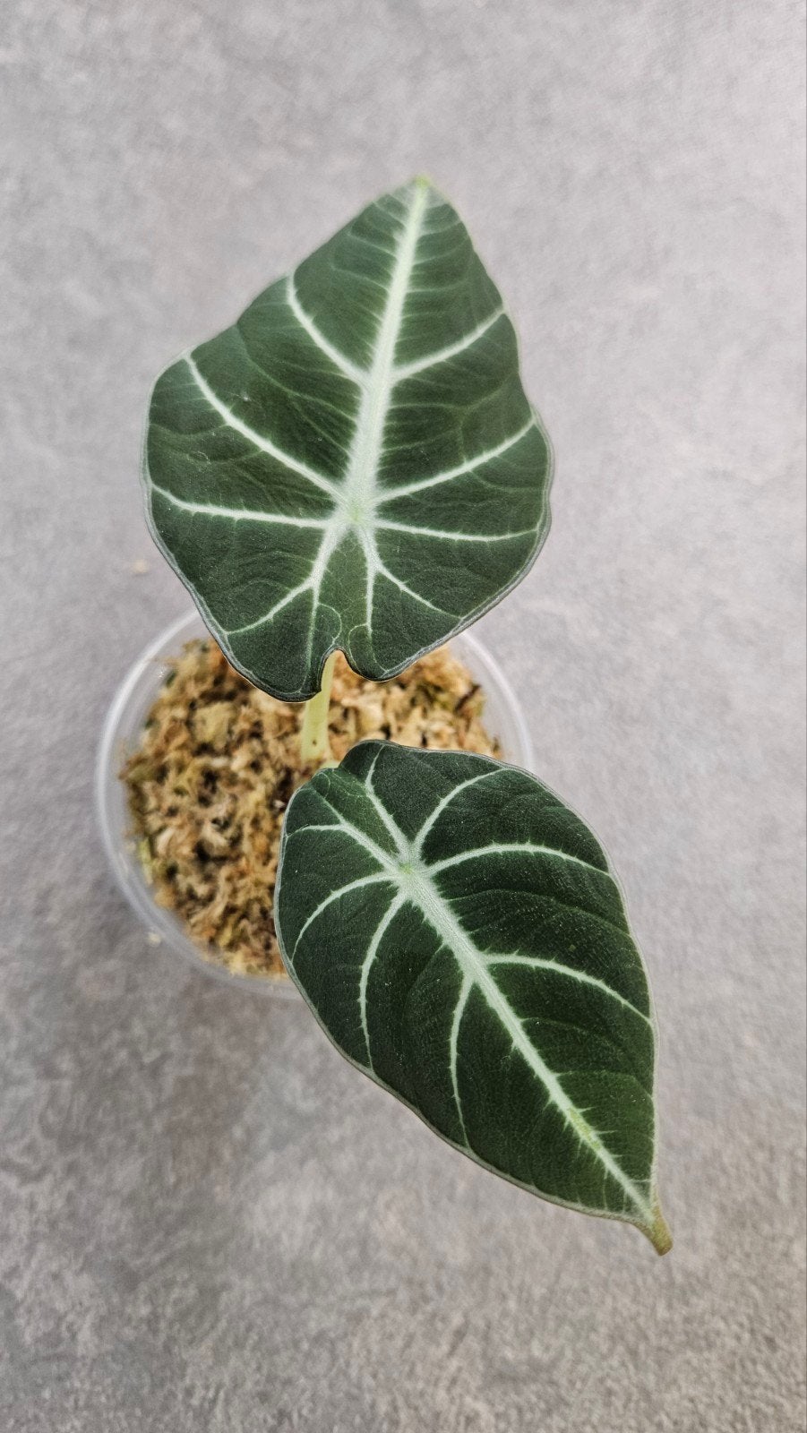 Alocasia reginula 'Black Velvet', Ophalen of Verzenden, Halfschaduw, Minder dan 100 cm