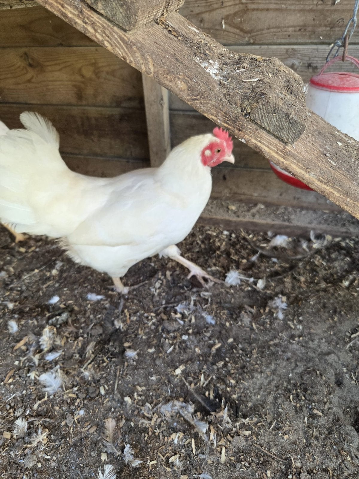 Witte new hampshire kriel kip, Dieren en Toebehoren, Vrouwelijk, Kip