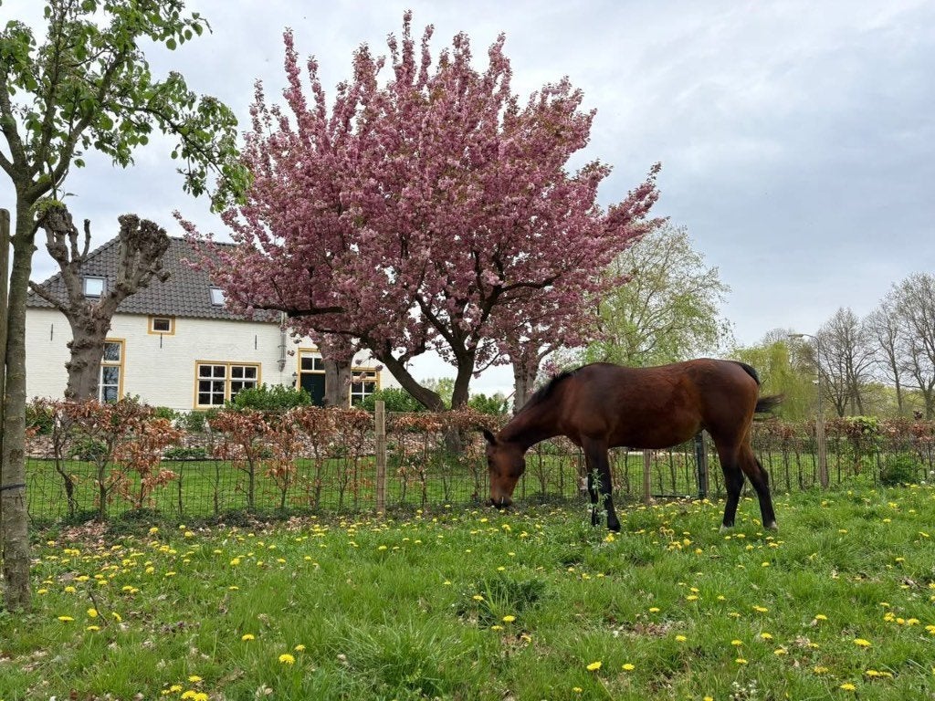 Weidemaatje gezocht (stalling aangeboden in Escharen), Dieren en Toebehoren, Stalling en Weidegang, Stalling, 1 paard of pony