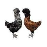 Kuifhoen kippen in verschillende kleuren., Dieren en Toebehoren, Vrouwelijk, Kip