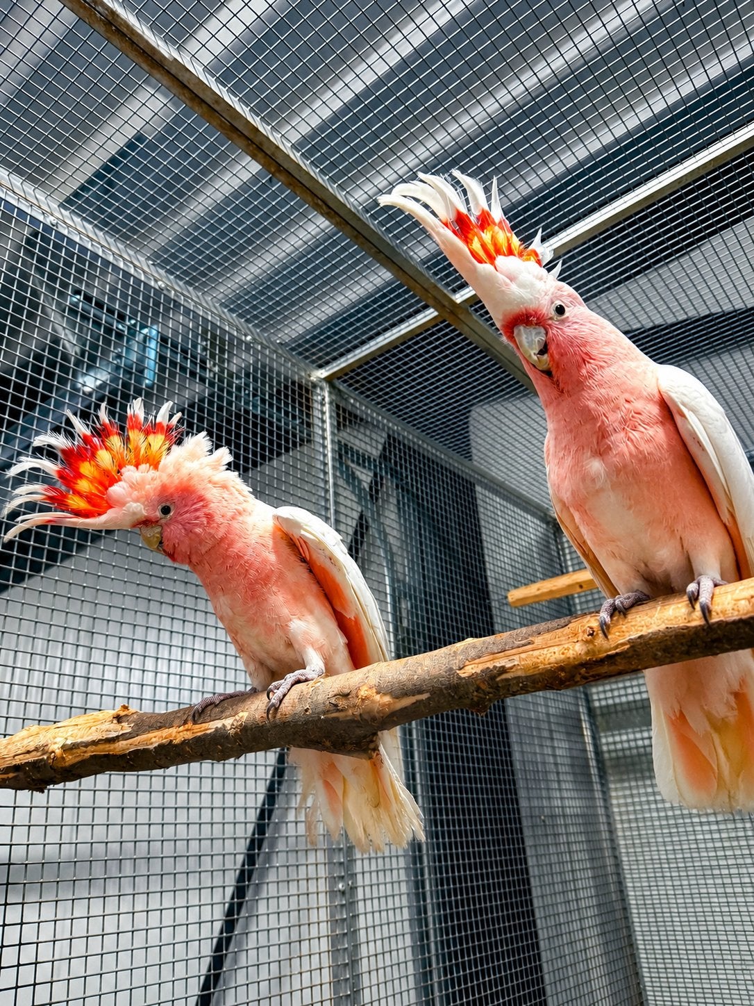 Gezocht inca kaketoe 1 of 2 poppen, Dieren en Toebehoren, Meerdere dieren, Papegaai, Geringd