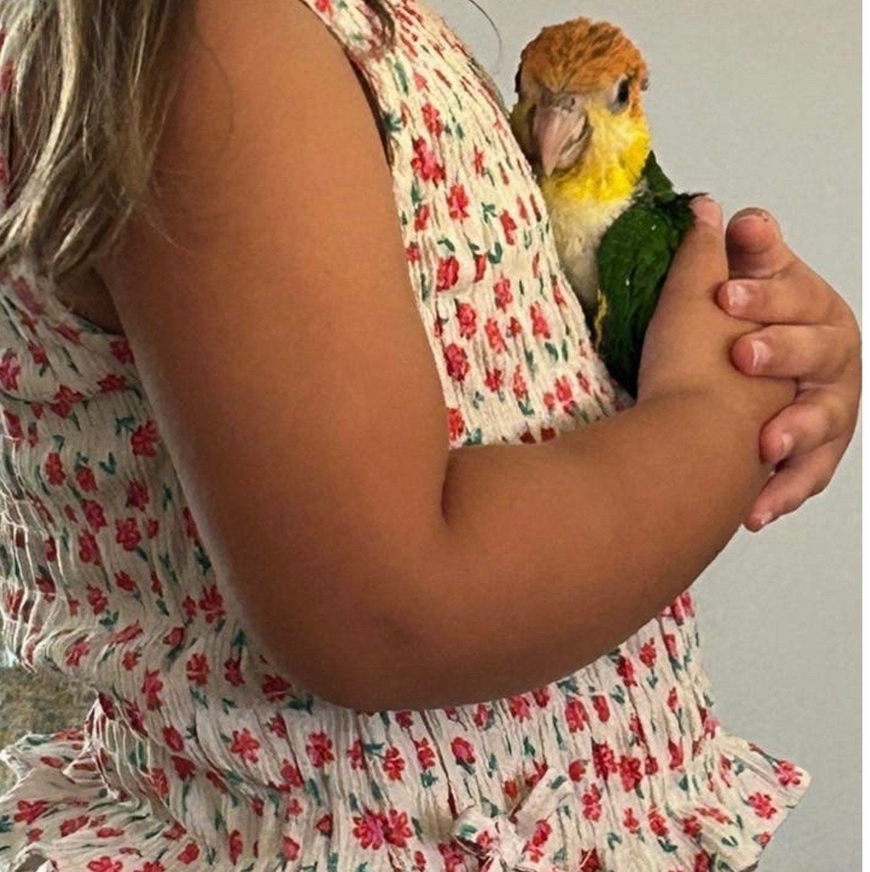 1 Super Tamme Roestkop Caique Papegaaien – DNA - Zelfstandig, Meerdere dieren, Papegaai, Geringd