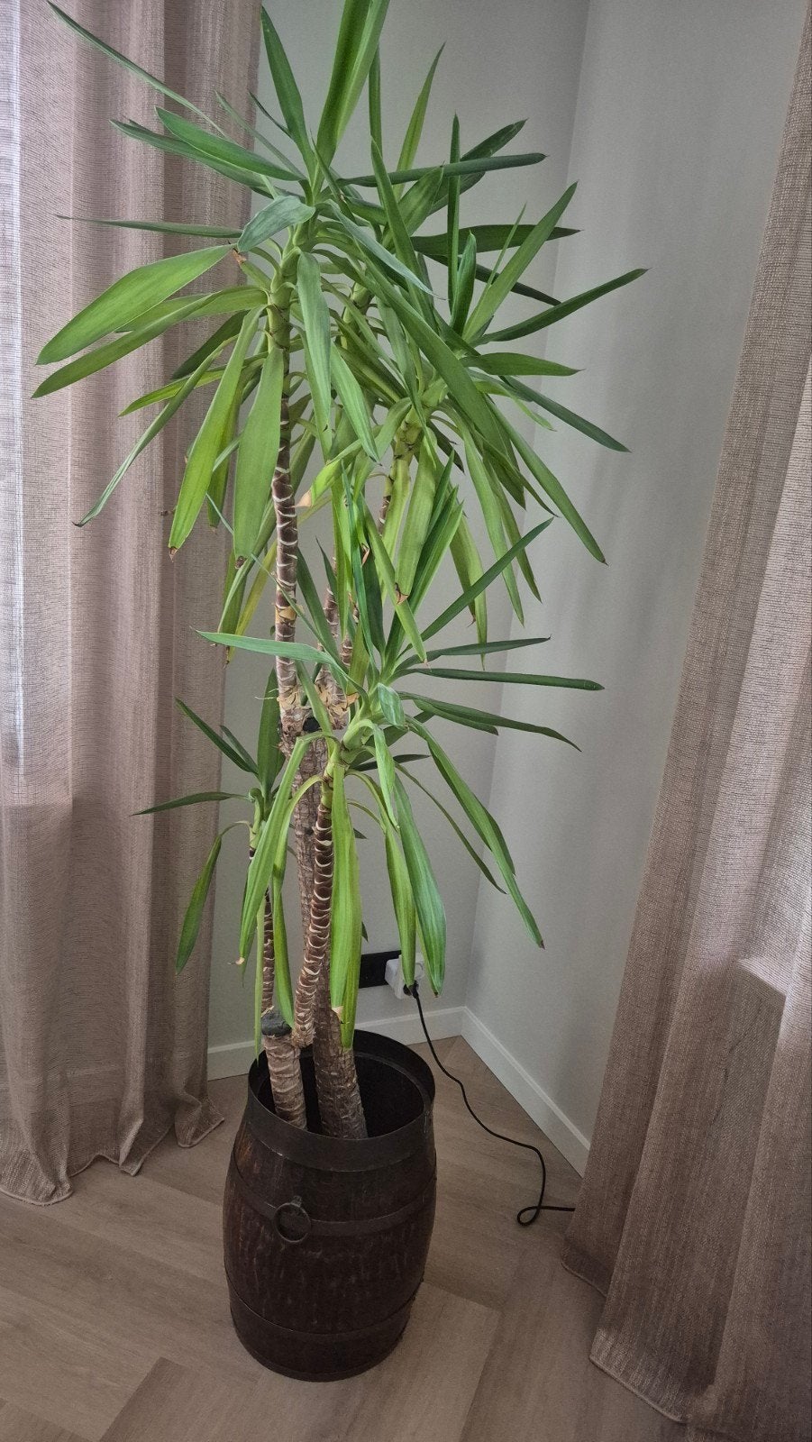 grote Yucca kamerplant, Tuin en Terras, Ophalen, Vaste plant, Overige soorten, Volle zon
