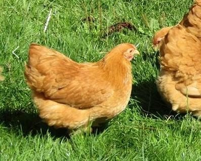 wyandotte buff kriel broedeieren ouders onverwant !, Dieren en Toebehoren, Pluimvee, Geslacht onbekend, Kip