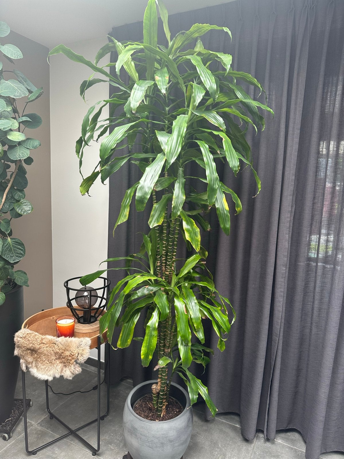 Grote Dracaena Fragrans (Corn Plant) in pot, Ophalen, 200 cm of meer, Overige soorten, Halfschaduw