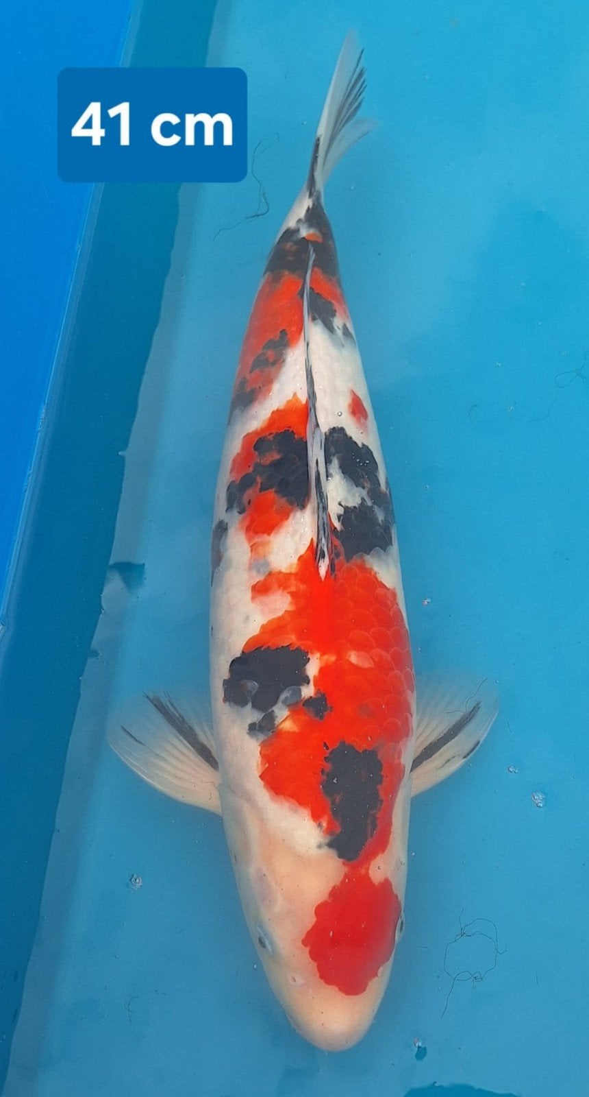 Koi Sanke Ogata 41 cm, Dieren en Toebehoren, Vissen | Aquariumvissen, Vis