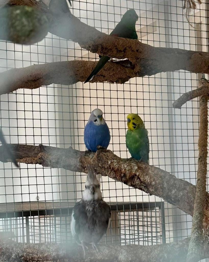 4 grasparkieten, 2 valkparkieten en 1 Australische Roodrug, Dieren en Toebehoren, Vogels | Parkieten en Papegaaien, Meerdere dieren