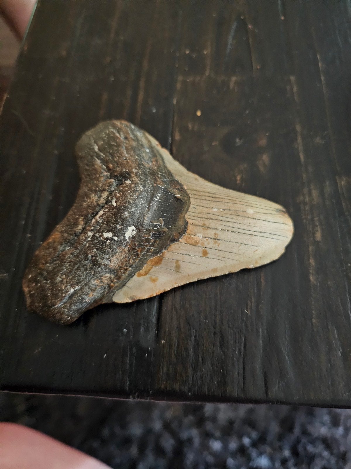 megalodon tand, Verzamelen, Ophalen, Fossiel