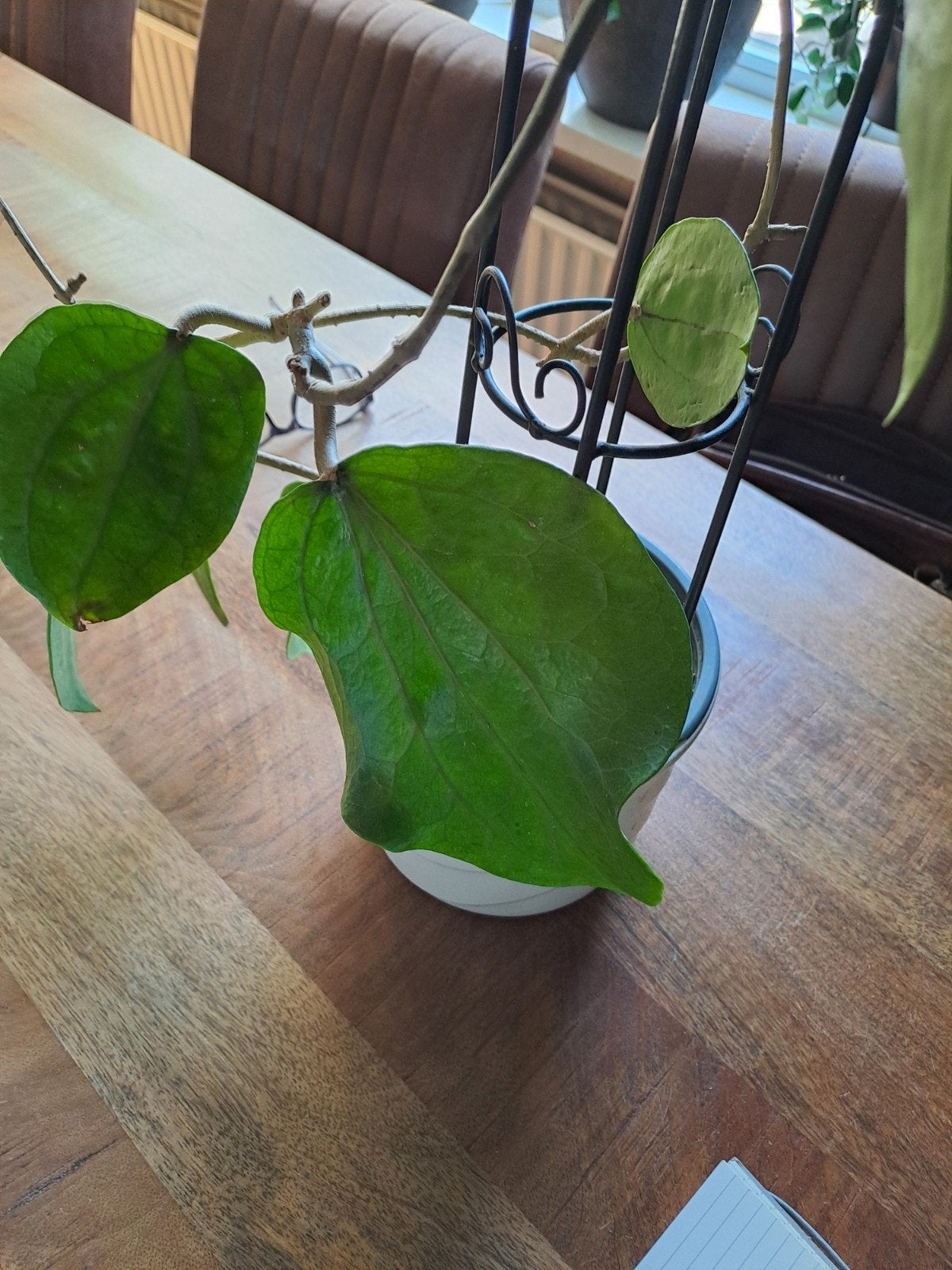 Hoya plant in pot - Groene kamerplant, Huis en Inrichting, Overige soorten, In pot, Minder dan 100 cm, Groene kamerplant