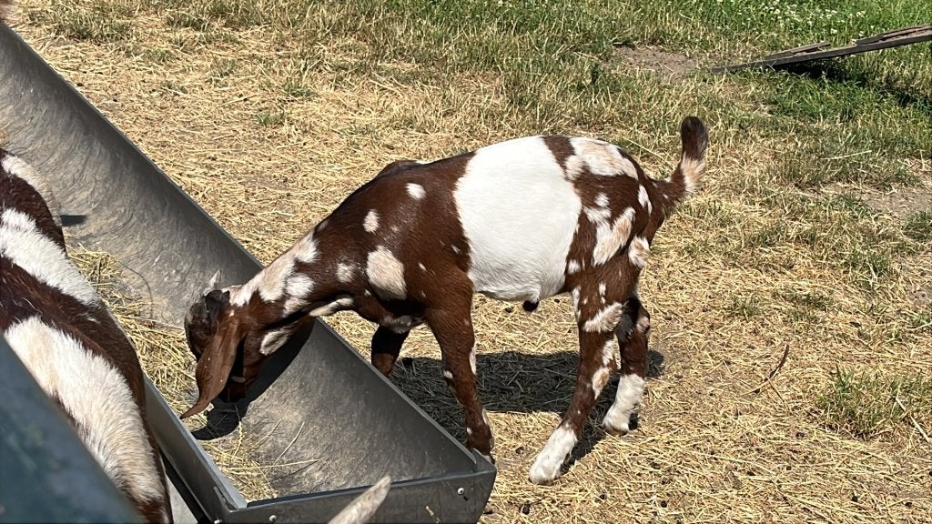 lakenvelder maanvlek boerbok, Dieren en Toebehoren, Mannelijk, Geit, 0 tot 2 jaar