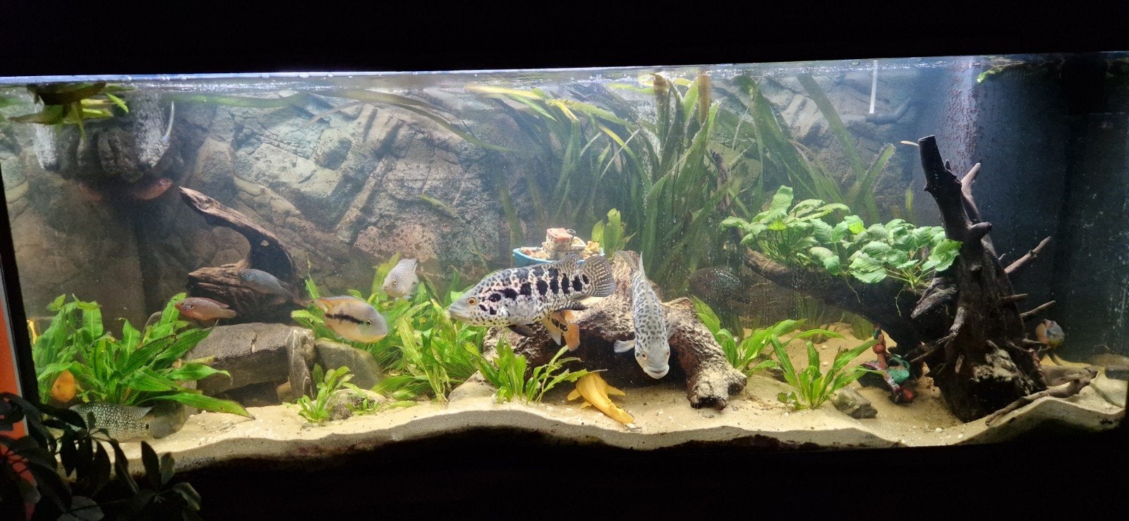 1 jaguar cichliden (v) 25/30cm, Vis