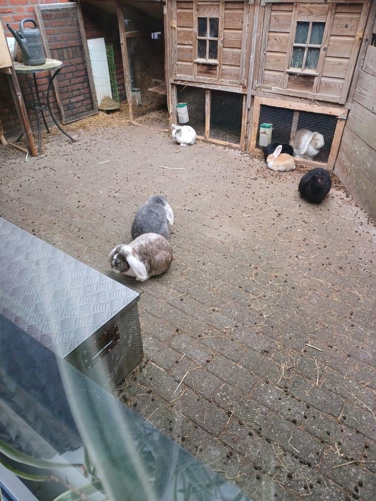 Konijnen dwerghanghoor en franse hangoor, Meerdere dieren, Groot, Hangoor, 0 tot 2 jaar