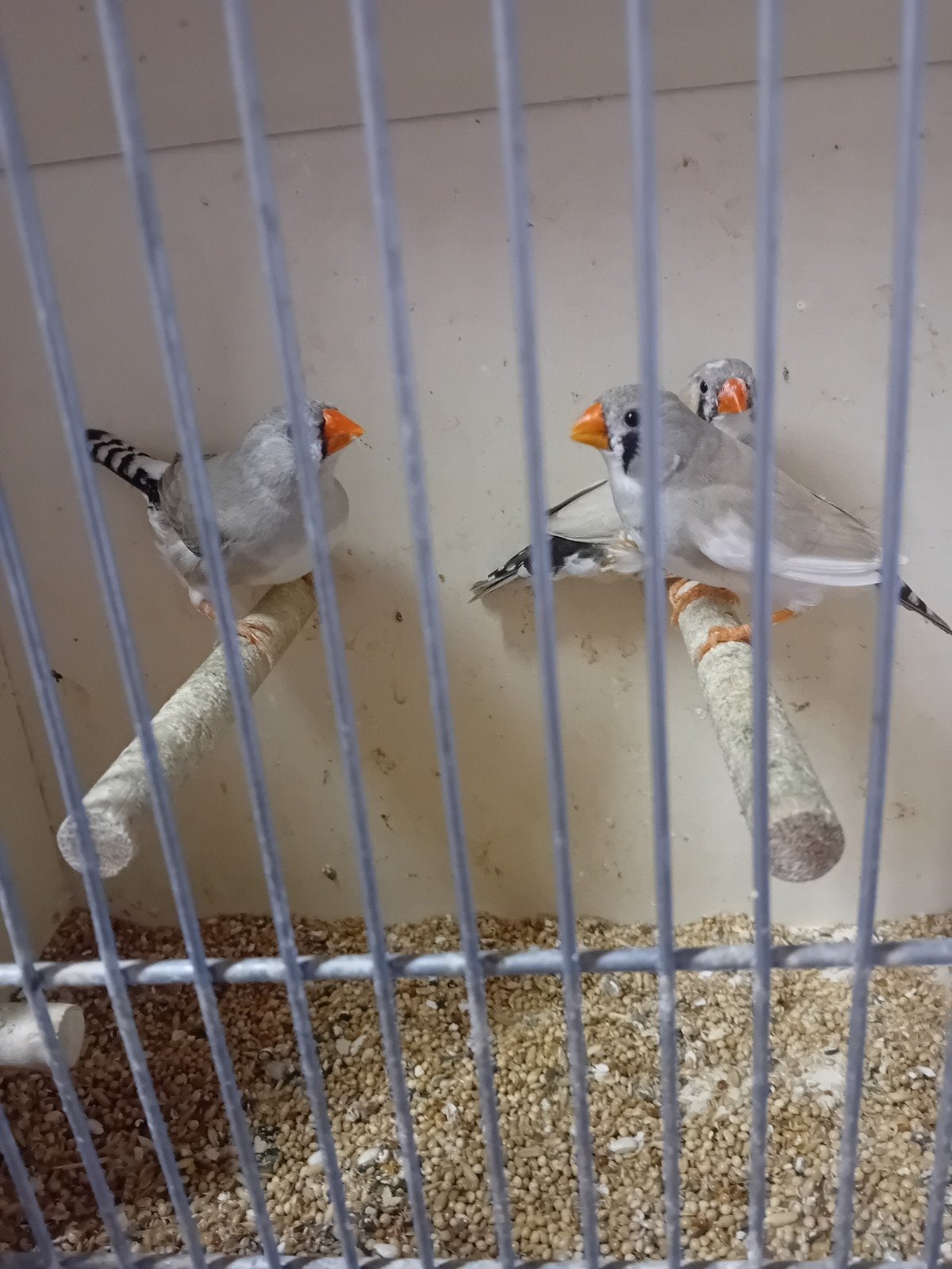 Zebravinken, Dieren en Toebehoren, Meerdere dieren
