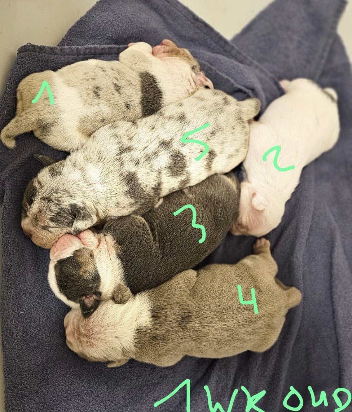 pocket American Bully x Old English Bulldog pups, Dieren en Toebehoren, Honden | Bulldogs, Pinschers en Molossers, Parvo, 8 tot 15 weken