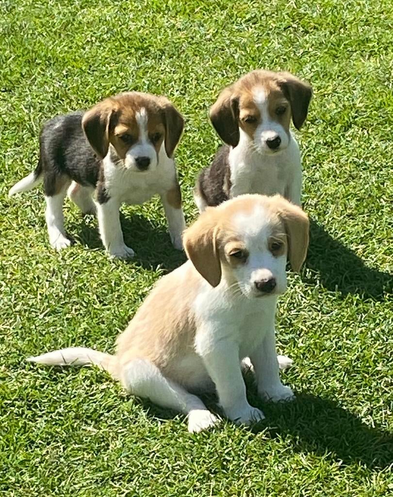Zeer speciale BEAGLE x KOOIKER pups, Parvo, Nederland, 8 tot 15 weken, Meerdere