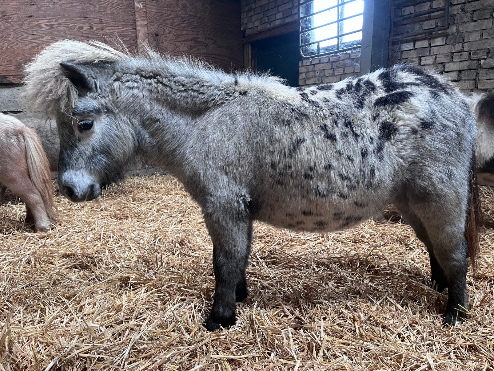 te koop shetlanders merries en hengsten, Dieren en Toebehoren, Merrie, A pony (tot 1.17m), 0 tot 2 jaar