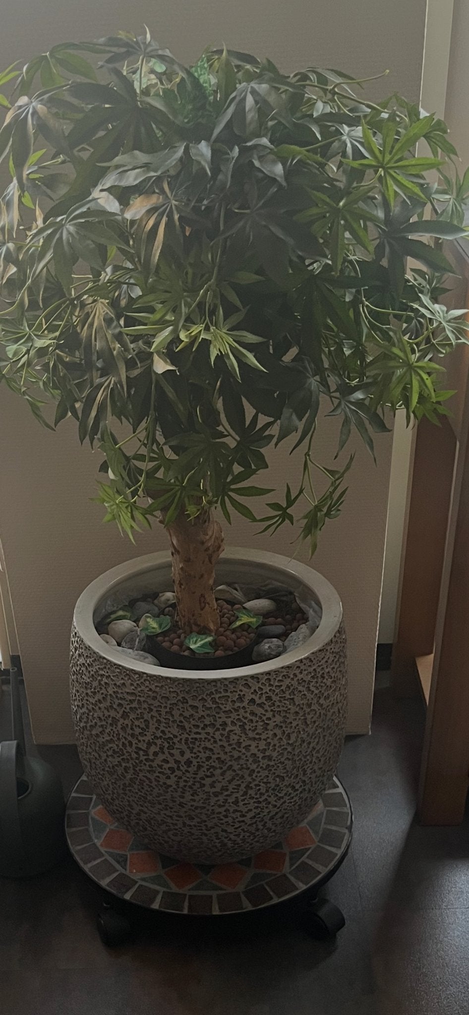 Maxifleur Kunstplanten Acer Bonsai op stam 80 cm, Huis en Inrichting, Ophalen, Binnen, Groen, Kunstplant