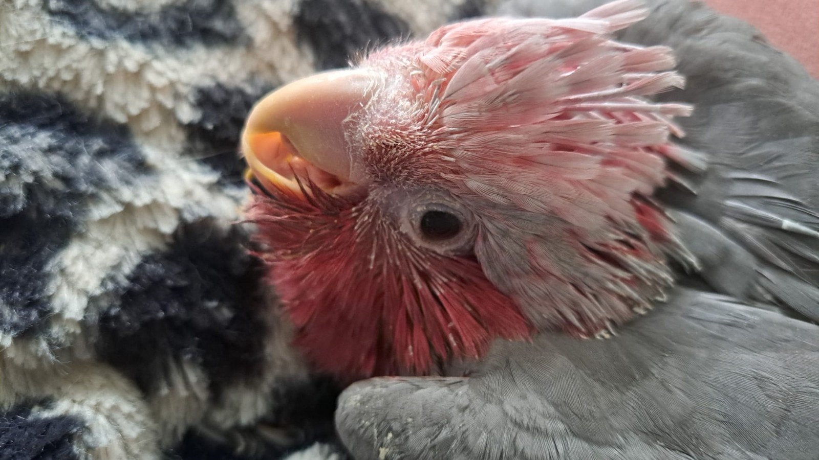 Rose kaketoe, Dieren en Toebehoren, Papegaai