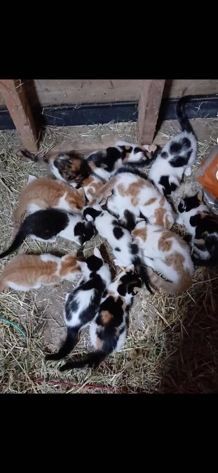 Lieve tamme boerderij kittens, Dieren en Toebehoren, Geslacht onbekend, Kortharig, 0 tot 2 jaar