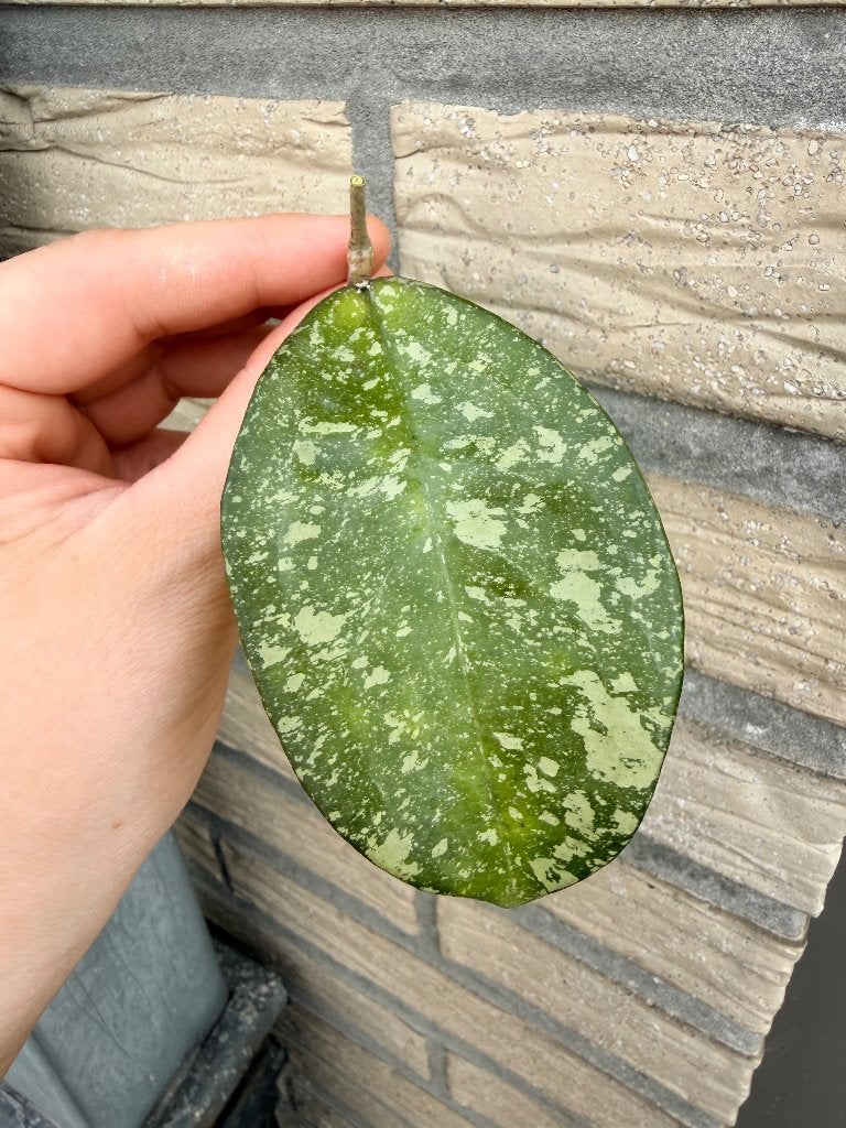 Hoya crassipetiolata x Michelle, Huis en Inrichting, Verzenden, Overige soorten, Halfschaduw, Minder dan 100 cm