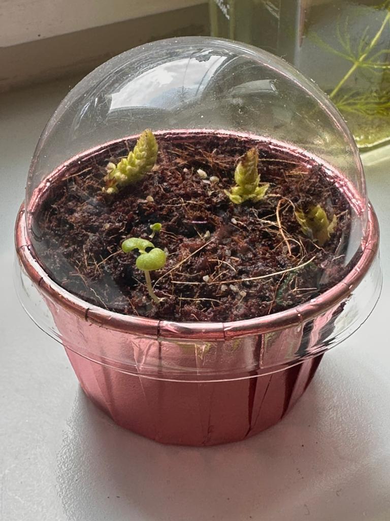 30 Siernetel (Coleus) zaadjes - Kweek je eigen planten!, Ophalen, Gehele jaar, Halfschaduw, Zaad