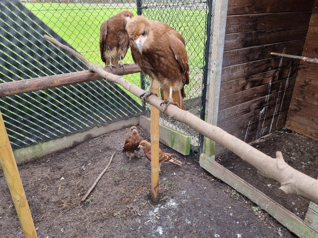 Andescaracara (Phalcoboenus megalopterus), Dieren en Toebehoren, Vogels | Overige Vogels, Vrouwelijk, Roofvogel, Geringd
