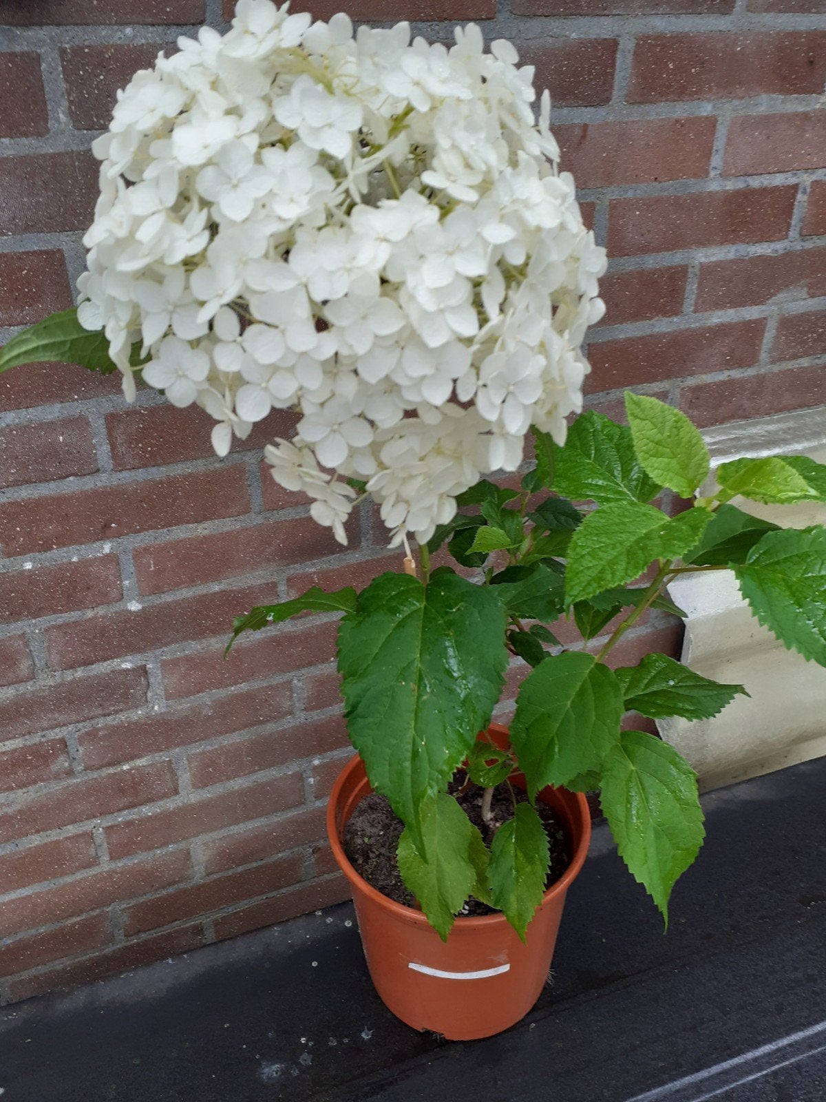 Sneeuwbal Hortensia    Vaste plant, Ophalen, Zomer, Overige soorten, Halfschaduw
