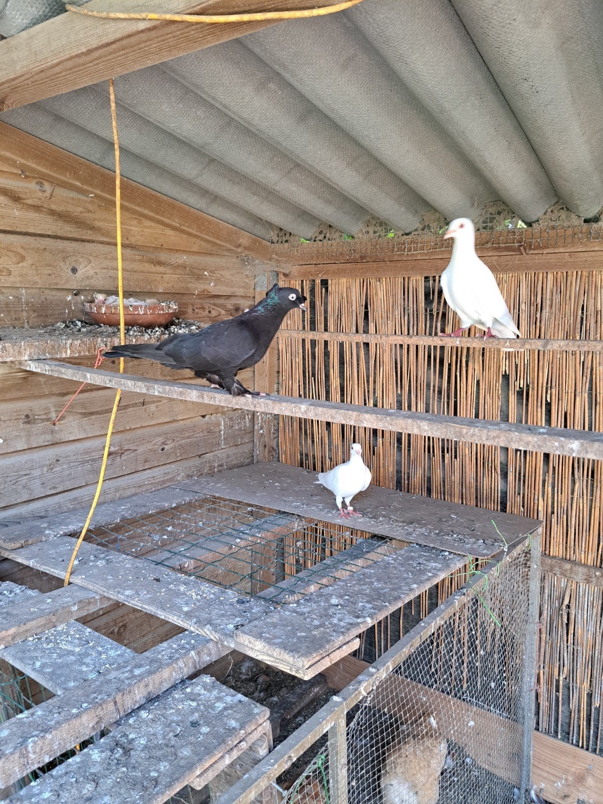 Duiven, Dieren en Toebehoren, Meerdere dieren, Overige soorten
