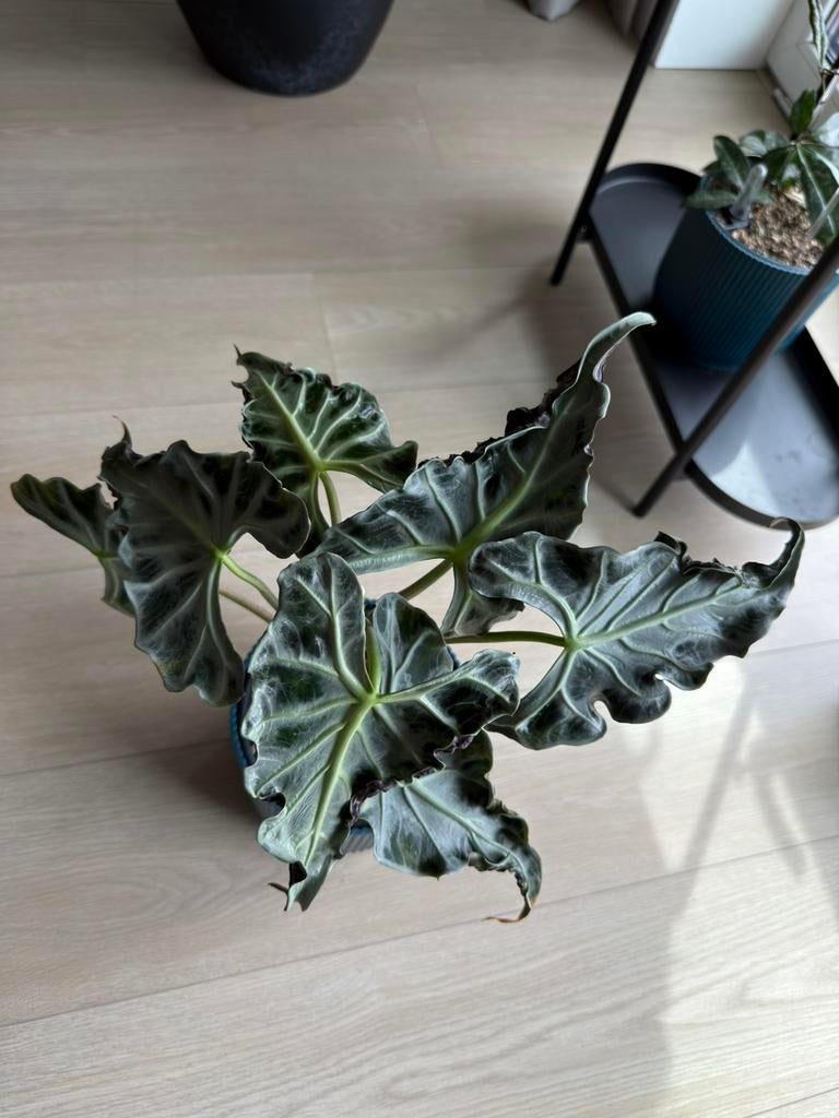 Alocasia Loco, Ophalen, Halfschaduw, Minder dan 100 cm