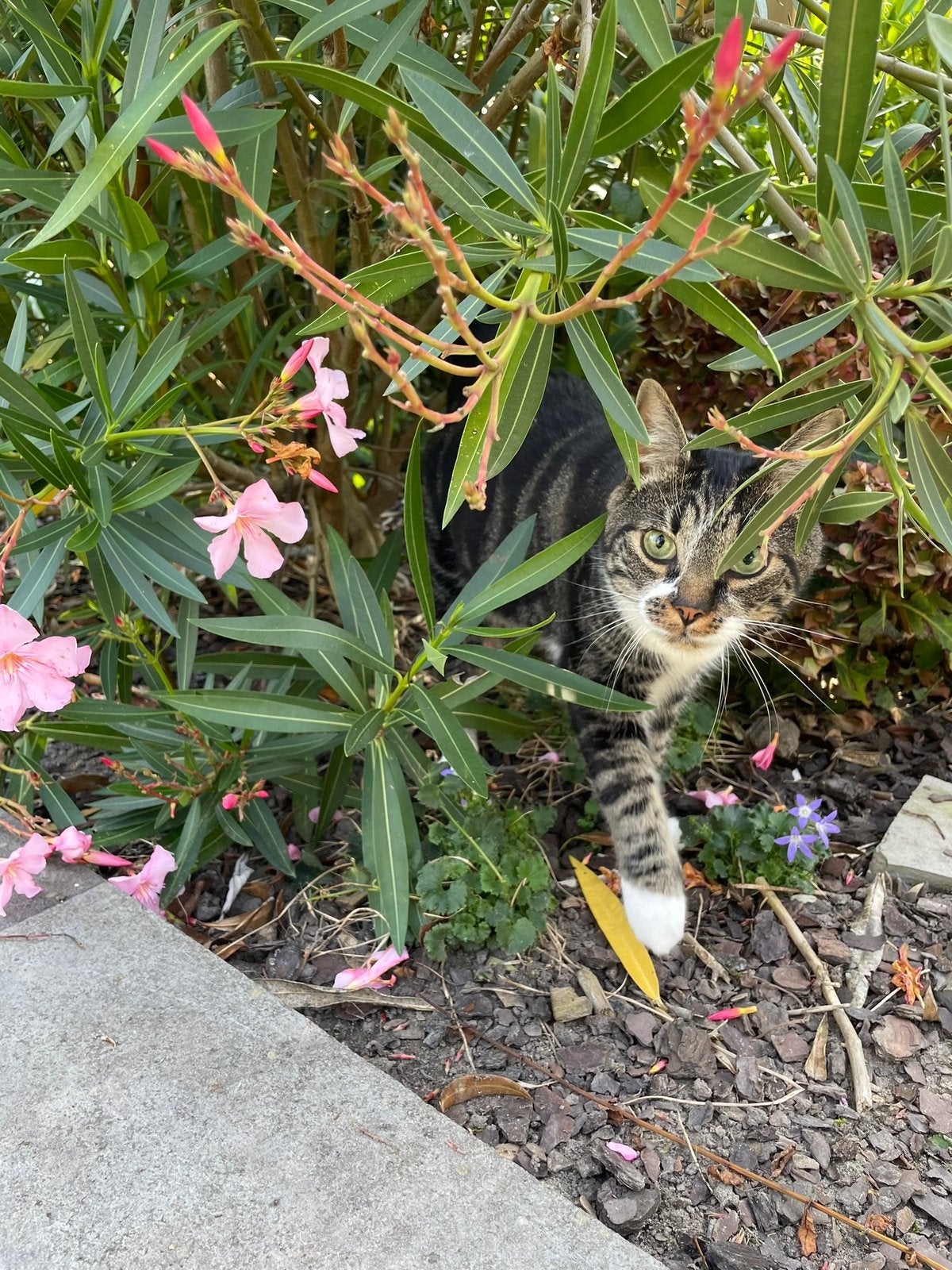 Nieuw thuis gezocht, Dieren en Toebehoren, Kater, Kortharig, 3 tot 5 jaar