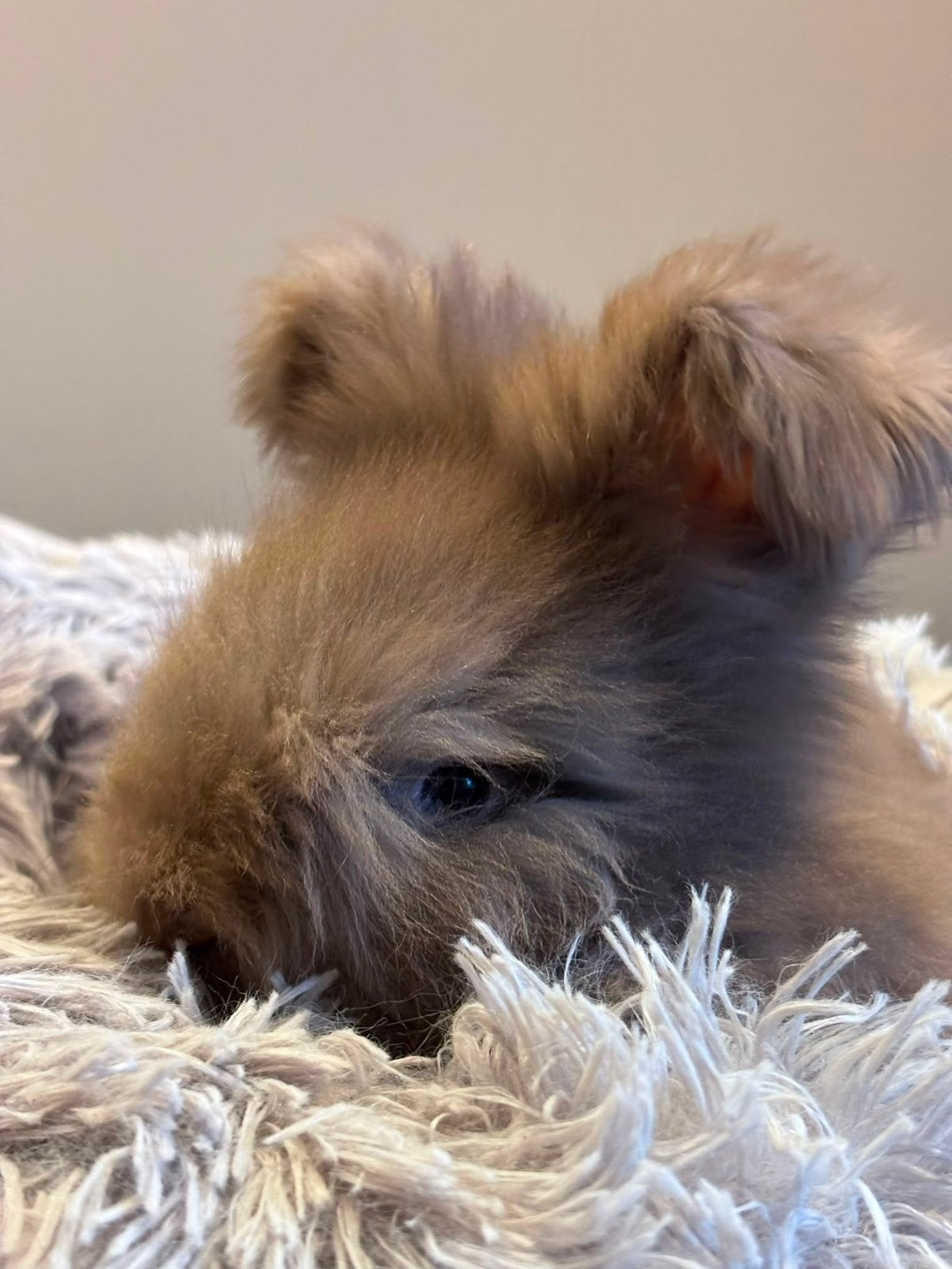 Engelse Angora konijnen, raszuiver, Dieren en Toebehoren, Augustus, Meerdere dieren, Overige typen, Tam