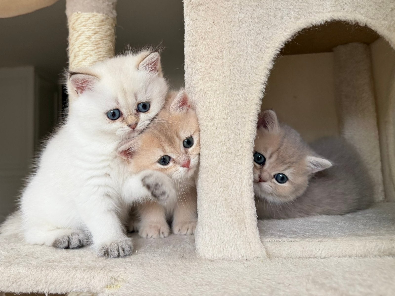 Britse Korthaar kittens Golden - stamboom & kampioenslijnen, Meerdere dieren, Met stamboom