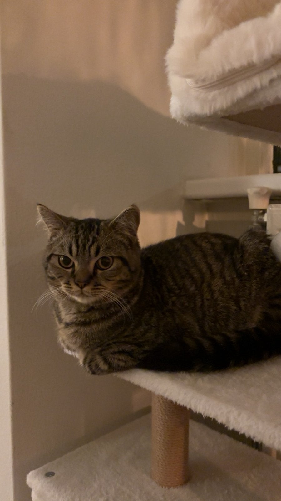 Half Britse korthaar/maincoon, Dieren en Toebehoren, Kater, Kortharig, 0 tot 2 jaar