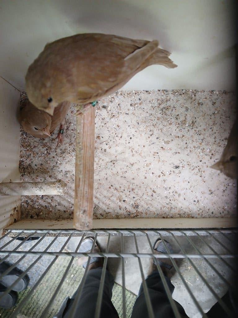3 koppels kanaries, Dieren en Toebehoren, Meerdere dieren, Kleurkanarie