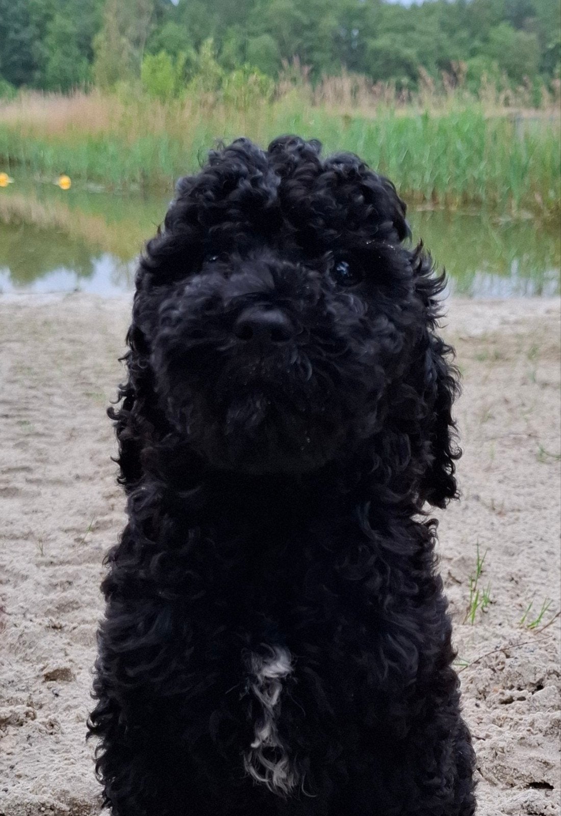 labradoodle pups(kleine medium), Dieren en Toebehoren, Nederland, Parvo, Overige rassen, 8 tot 15 weken