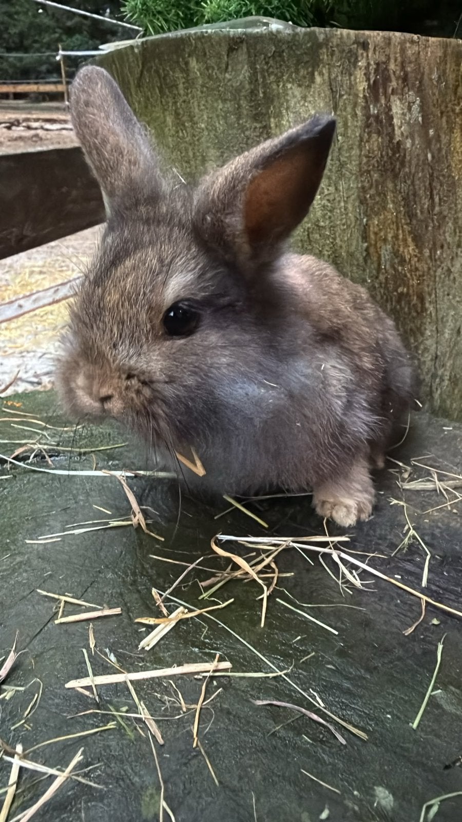 kleurdwerg konijntjes te koop!, Dieren en Toebehoren, Meerdere dieren, Dwerg