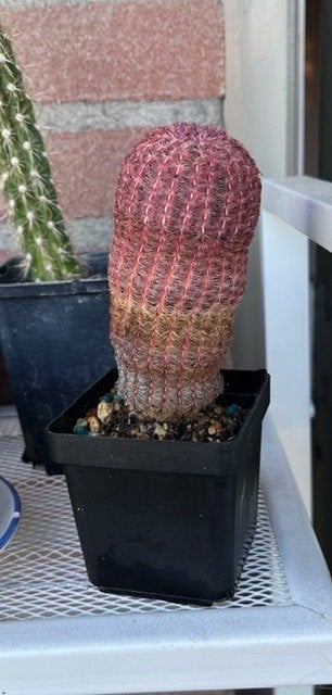 Cactus, Ophalen, Lente, Overige soorten, Volle zon