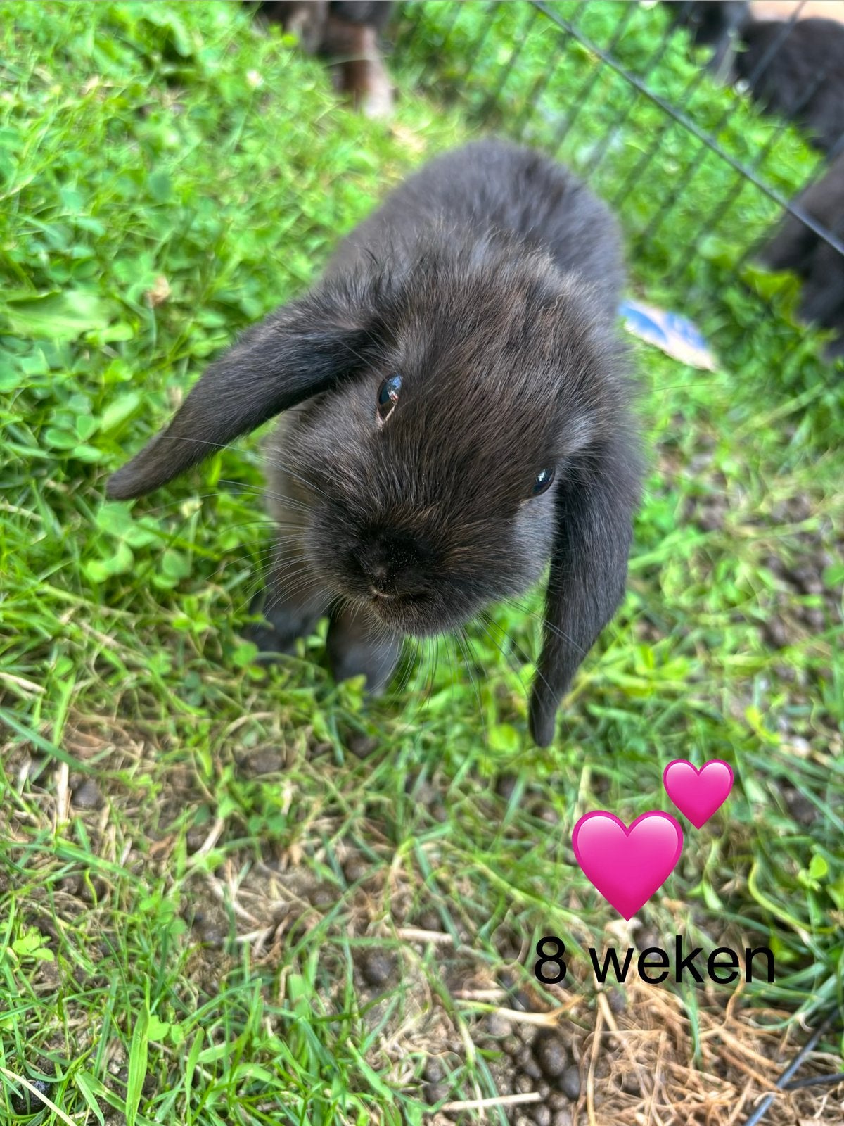 Minilop konijntjes, Meerdere dieren, Dwerg, Hangoor, 0 tot 2 jaar