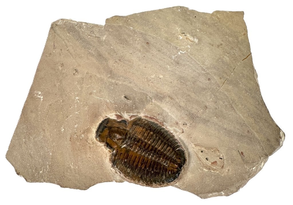 1121. Trilobiet op kalksteen, Paleozoïcum, Verzamelen, Ophalen, Fossiel