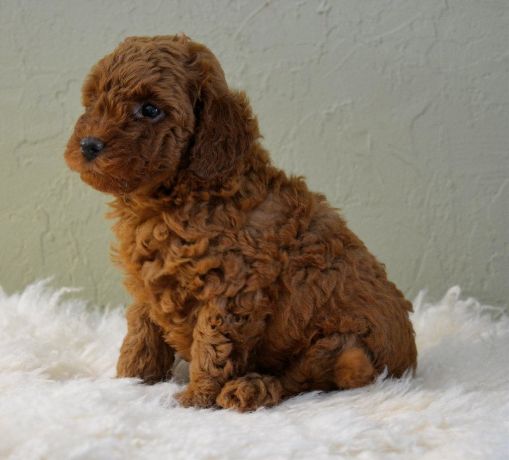 Te koop Toy poedel pups met FCI stamboom, Dieren en Toebehoren, Poedel, Parvo, 8 tot 15 weken, Meerdere