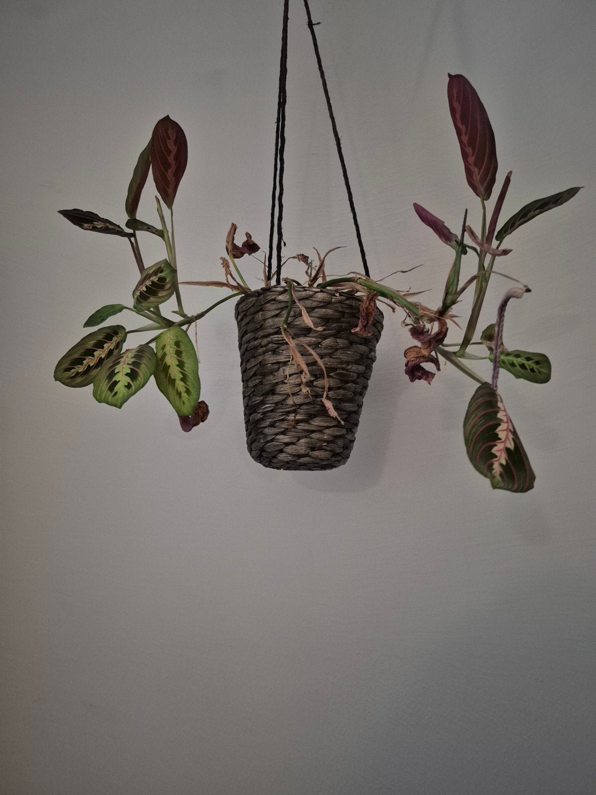 Hangplant Maranta in rieten pot, Ophalen of Verzenden, Halfschaduw, Minder dan 100 cm
