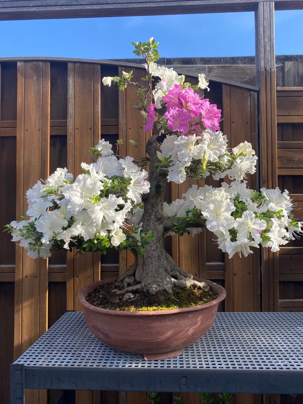 Bonsai satsuki azalea KAHO met Witte en Roze Bloemen, Vaste plant, Halfschaduw, Lente, Ophalen