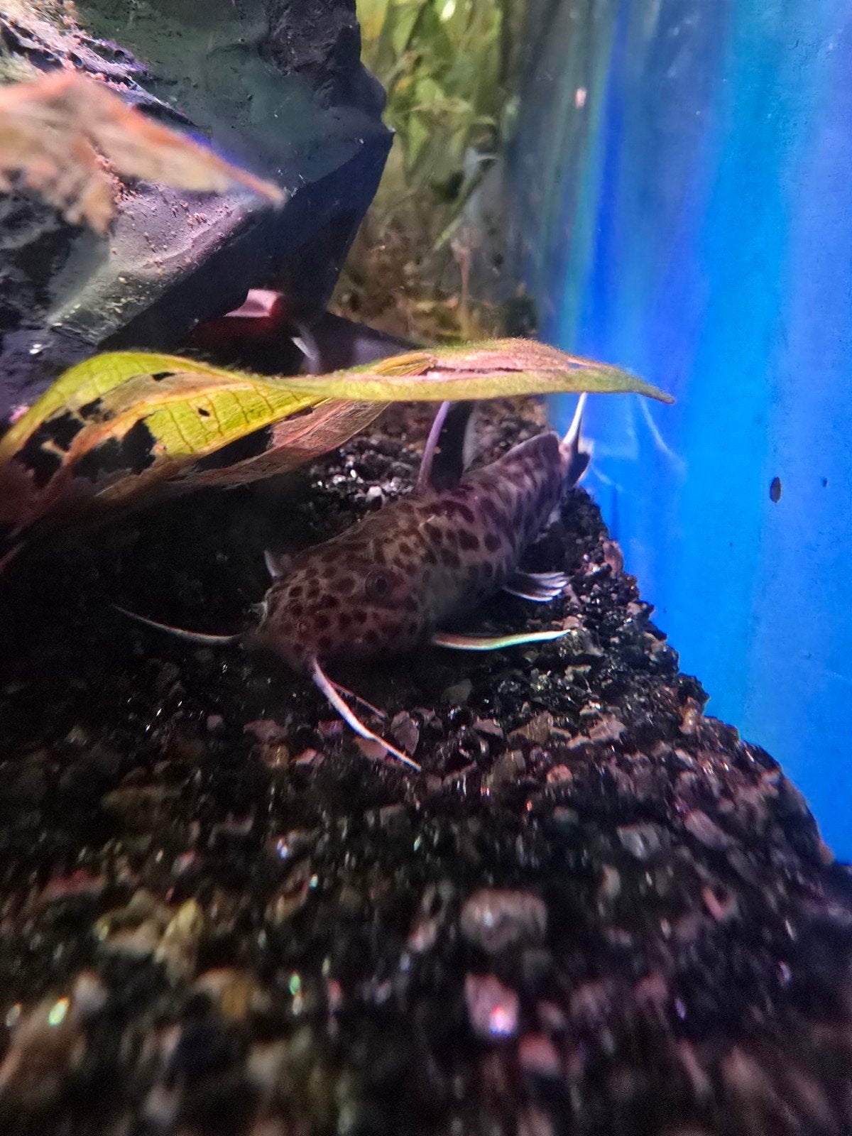 2x Synodontis petricola vis, Vis