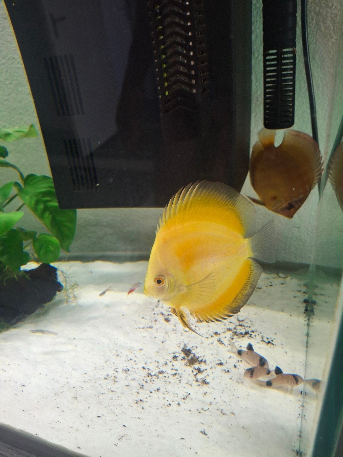 Discus vis 3 stuks., Dieren en Toebehoren, Vissen | Aquariumvissen, Vis
