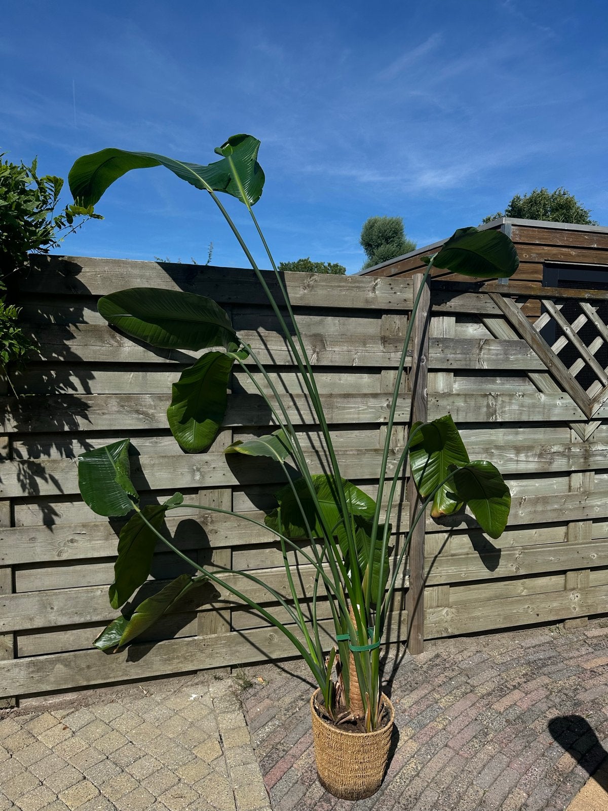 Strelitzia Nicolai (stond binnen) 2m | Paradijsvogelplant, Ophalen, Overige soorten, In pot, 150 tot 200 cm